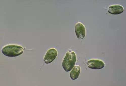 鱼类水产养殖需要哪些藻类,水产养殖显微镜下各种藻类