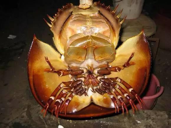 史上最全海鲜视频,史上最全海鲜贝类大全