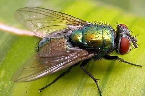 香港博士撒盐杀死蜗牛后续,香港博士生因撒盐杀害蜗牛后续