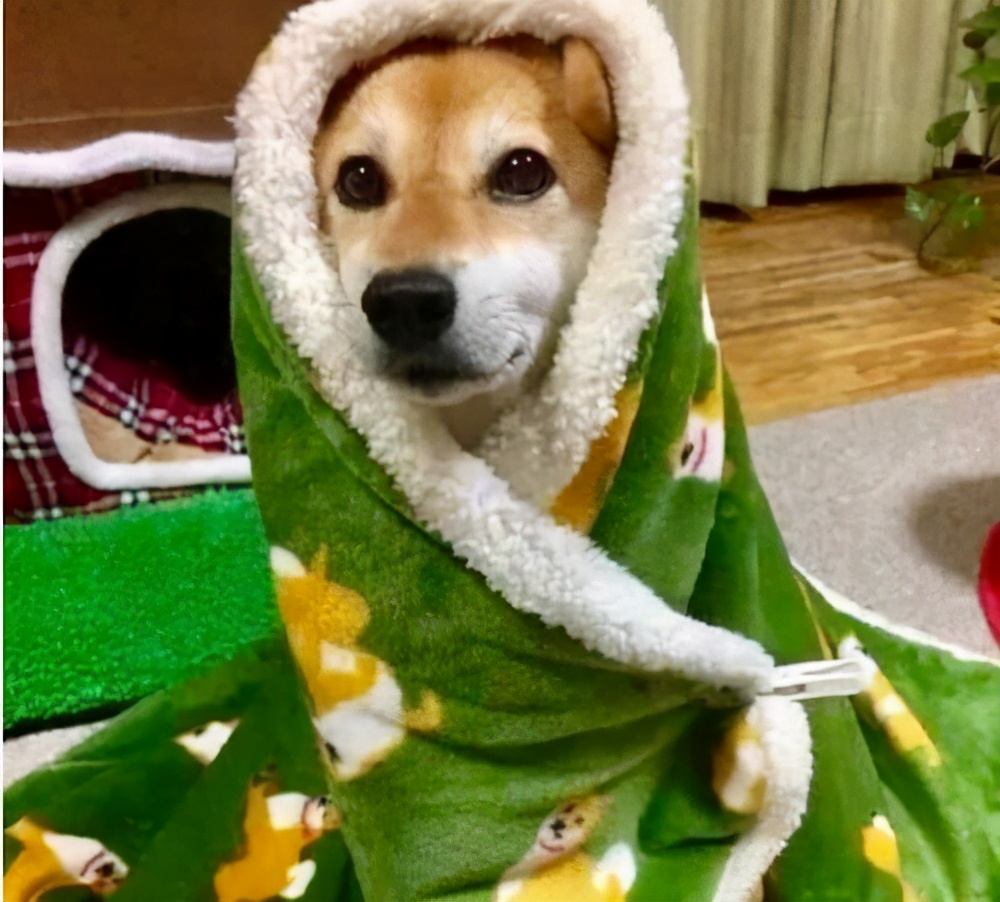 狗狗突然害怕主人浑身发抖原因,狗狗跑丢后回来发抖是什么原因