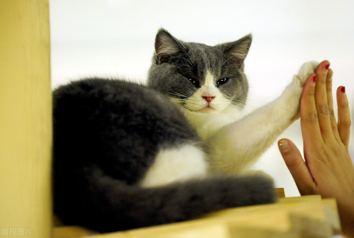 猫呕吐黄水不吃东西用什么药,猫呕吐白色粘液没精神不吃东西