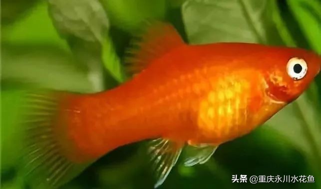 十大最好看的观赏鱼,观赏鱼100种形态