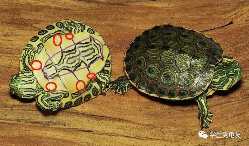 真假李逵——我们买到的“大河甜甜圈”是何许龟也?