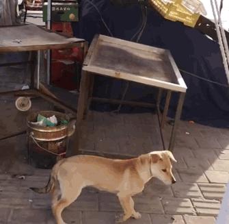 狗界“霸气”的几种狗，家里养一只，小偷不进门