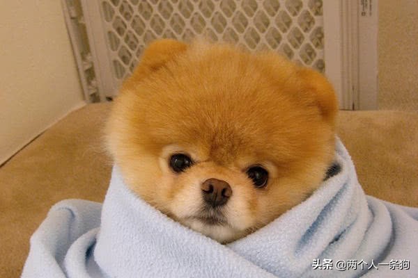 狗狗身上总是会有莫名其妙的寄生虫，定期驱虫你做了，但做对了吗