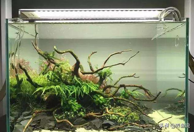 沉木杜鹃根,沉木杜鹃根介绍