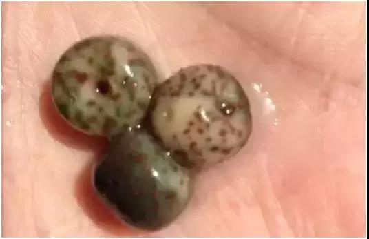 星月菩提可以碰水吗？实验结果告诉你