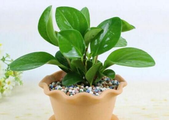 紫边碧玉和碧玉哪个好养,碧玉的养殖方法和注意事项