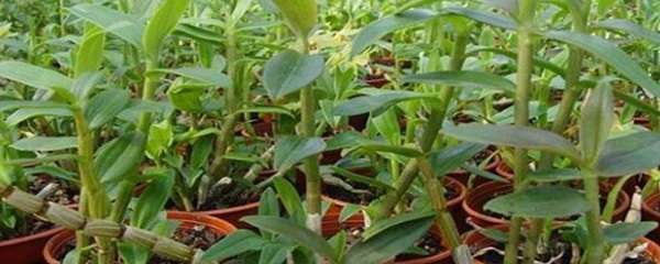 铁皮石斛的栽培方法,铁皮石斛岩石栽培