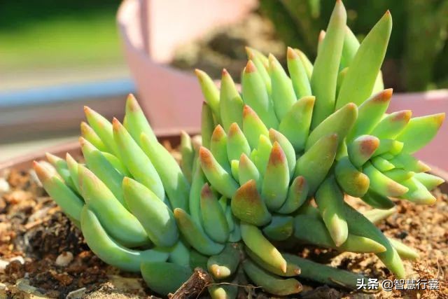 它像个小刺猬,一定会萌到你,并且花语还是积极的、有善意的