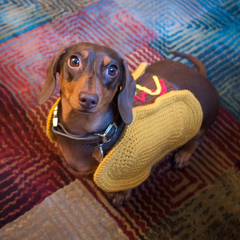 最忠诚的犬种排名拉布拉多,最忠诚的4种狗中华犬种2种上榜