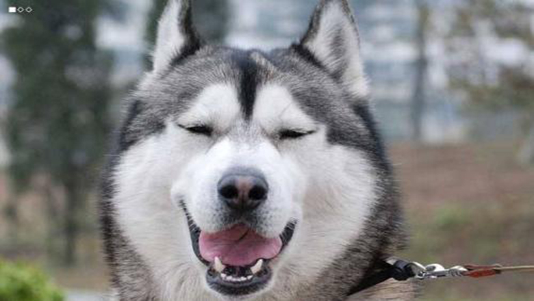 挑选哈士奇性格,挑选哈士奇幼犬技巧