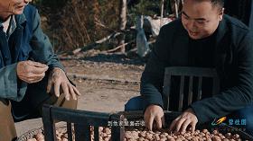 秦岭核桃避坑,秦岭山区致富项目