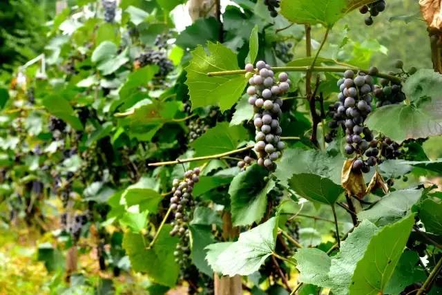 维生素C能防治感冒？和海鲜同吃会中毒？这些关于维C的谣言你信过吗？