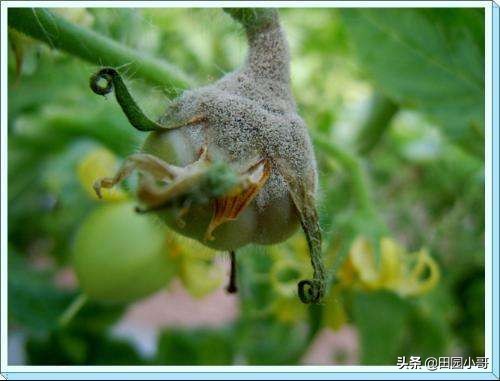 西红柿灰霉病识别与防治,西红柿晚疫病和灰霉病区别和用药