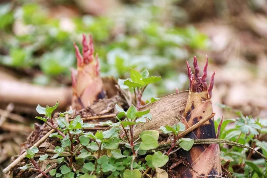 据说世道变坏是从倒卖青团开始的
