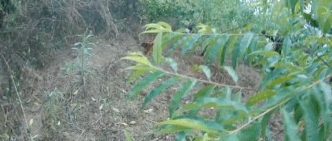 超有鸡味的阳山鸡,广东阳山鸡口感如何