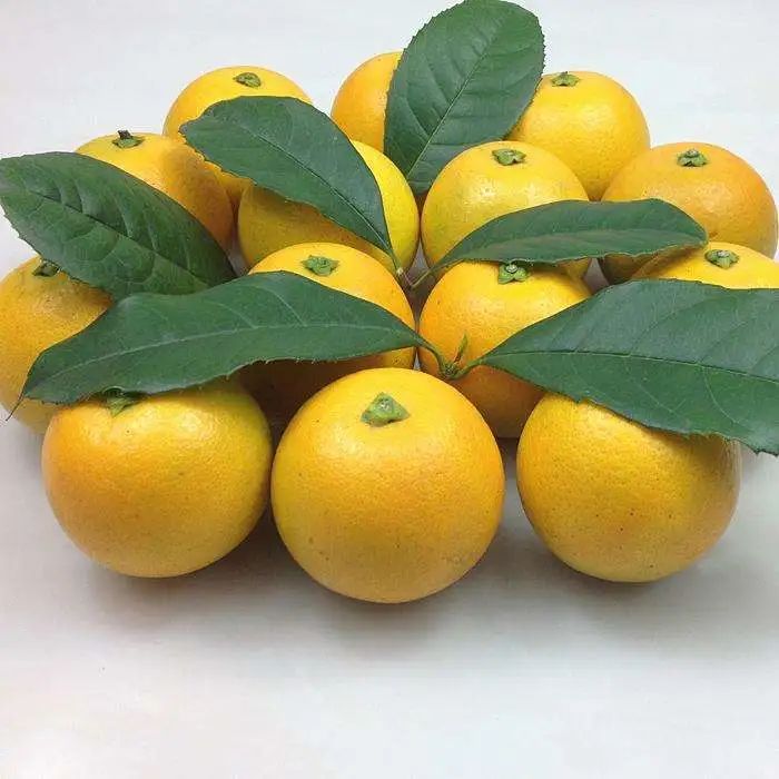 一分钟看懂水果视频,1分钟了解苹果水果