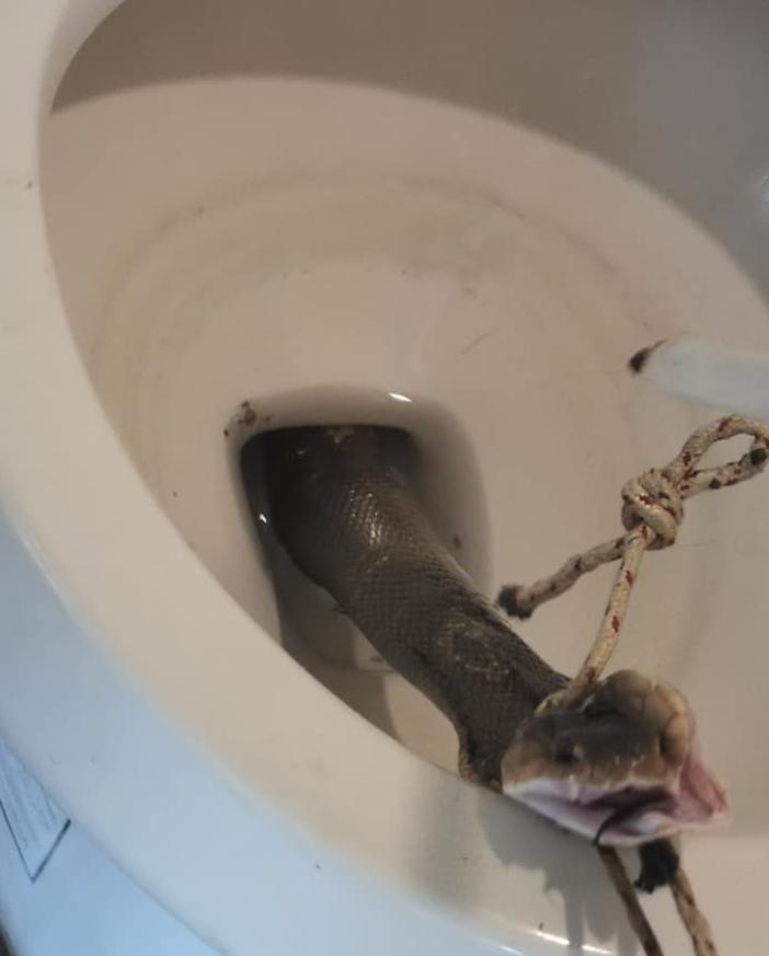 马桶里的蛇是真是假,马桶里的蜈蚣虫