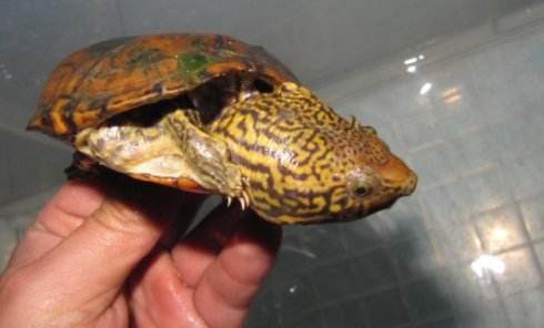 新龟到家一直浮水怎么处理,黄头侧颈龟浮水拒食怎么治