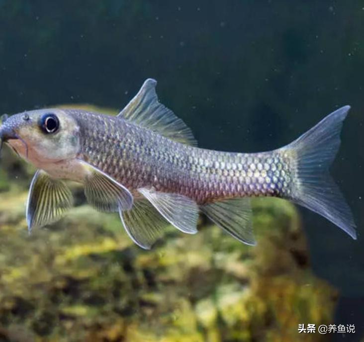 宠物鱼怕人怎么办,宠物鱼为什么会突然惊吓都躲起来