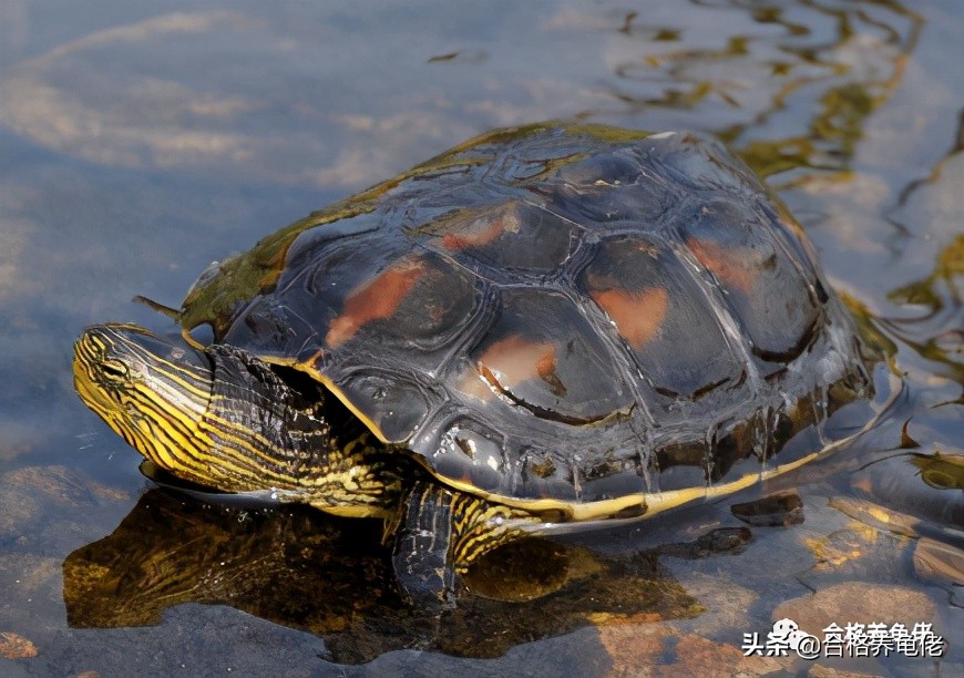 龟缸鱼腥味正常吗,龟缸有点腥气味正常吗