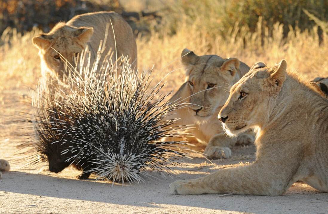 豪猪刺有多厉害？一扎进去难去除，狗狗经常扎成筛子