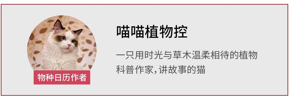 肉豆蔻荷兰西班牙,肉豆蔻历史