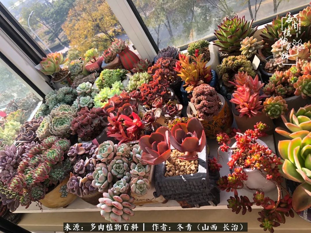 阳台养多肉徒长怎么办,阳台养多肉养殖方法和注意事项