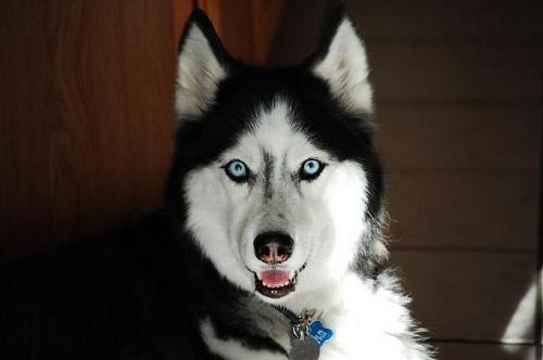 哈士奇生理期注意什么