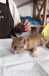 流浪小猫被丢弃遇见好心人被收养,流浪小猫蜷缩在马路小伙暖心救助