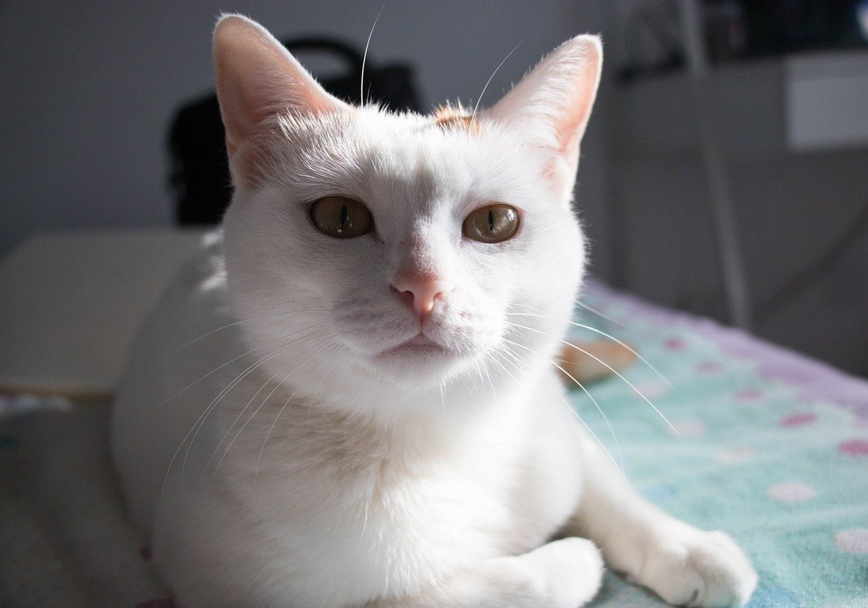 铲屎官的吃猫头行为,铲屎官对猫的奇葩操作