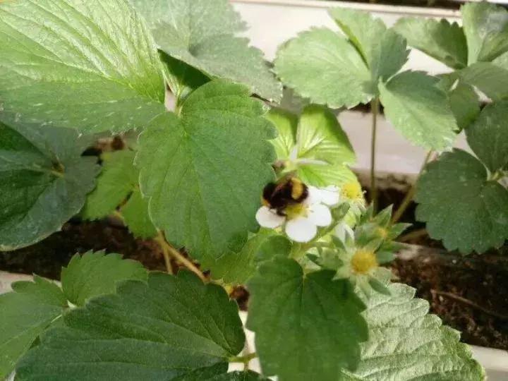 草莓蜜蜂过度授粉的危害,在草莓园被蜜蜂蛰了怎么办
