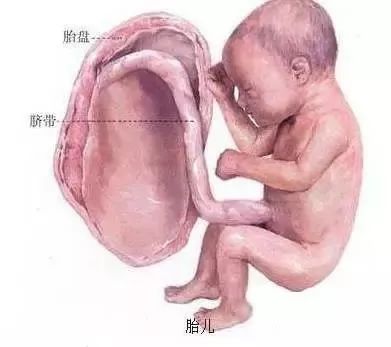 揭秘女人受精胎儿形成过程！十月怀胎就是生命最大的奇迹！