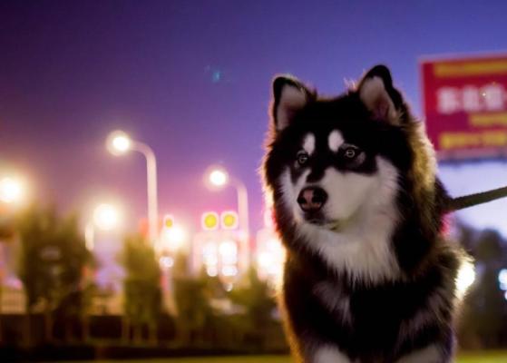 阿拉斯加吃什么对皮肤好,阿拉斯加吃什么可以让毛发变得亮