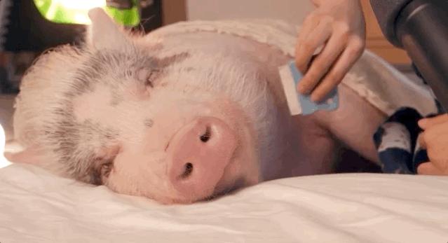 自从睡前迷上ASMR撸猪,焦虑失眠就再也追不上我