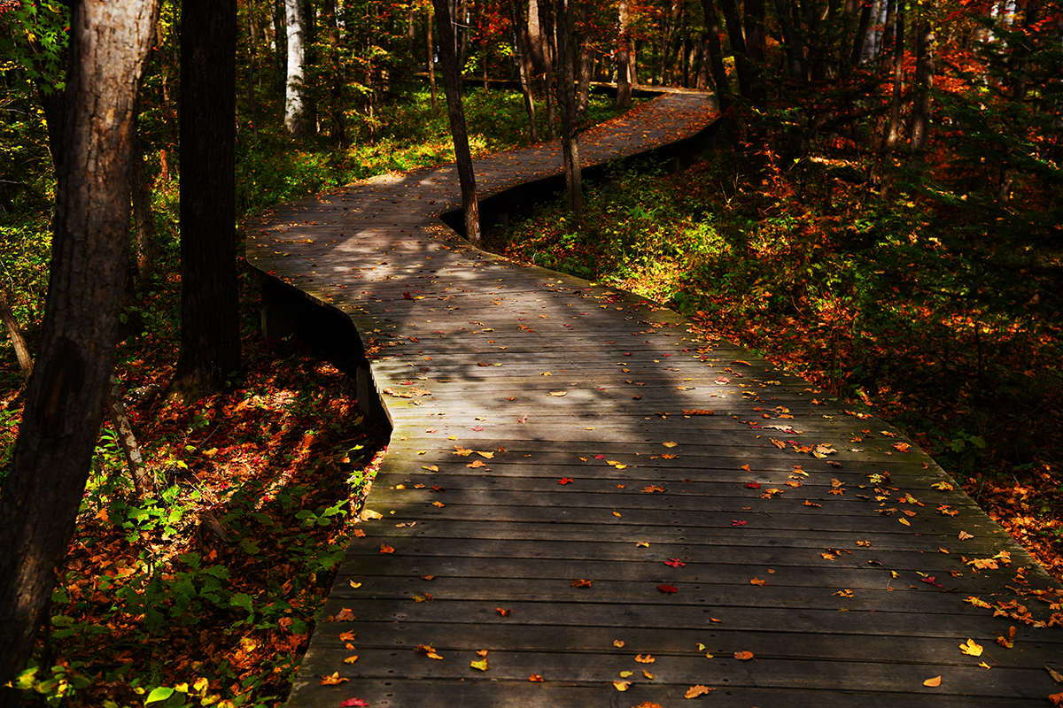 落英缤纷是落花吗,落英缤纷是叶子吗