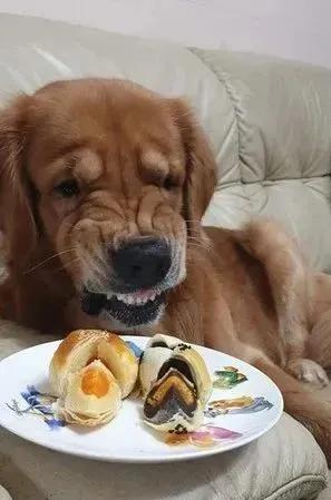 一只易怒的金毛会有多可怕,大金毛能有多温顺