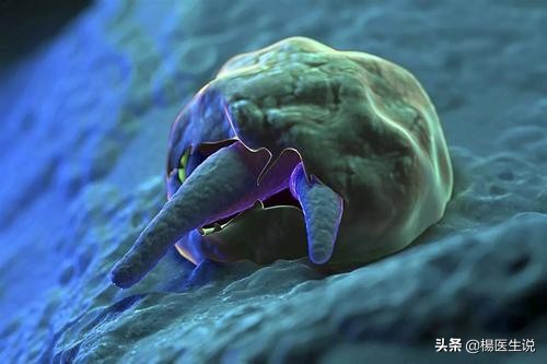 犊牛隐孢子虫性腹泻,隐孢子感染什么症状