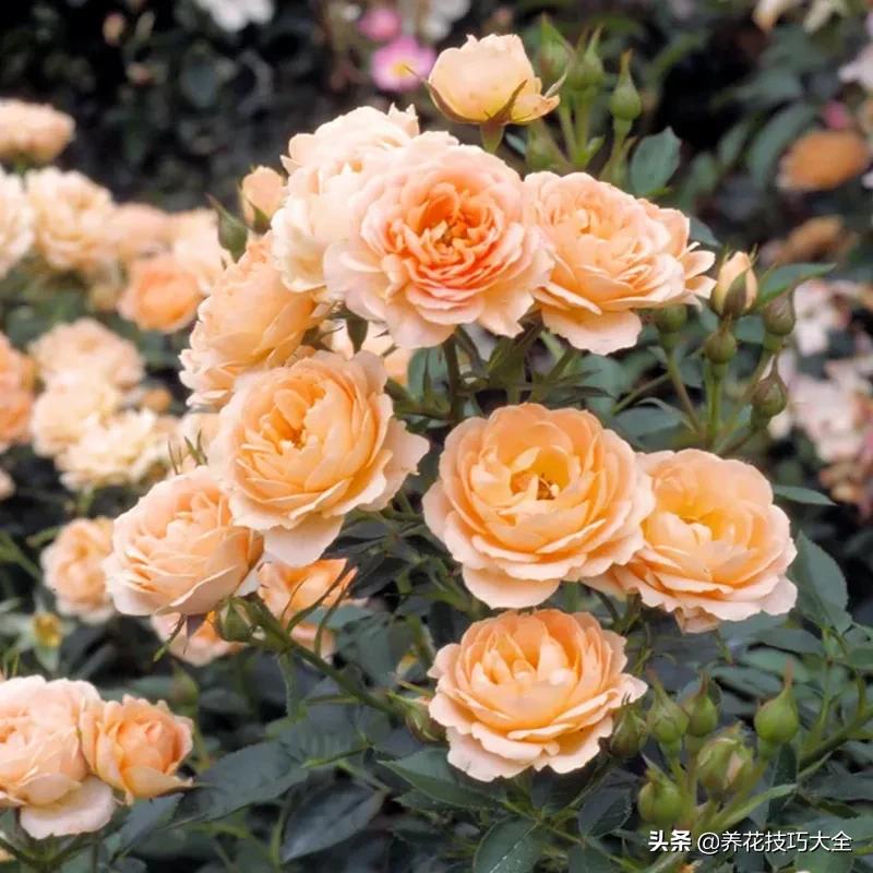 四季开花的月季又香又好养有几种,最漂亮10种盆栽月季