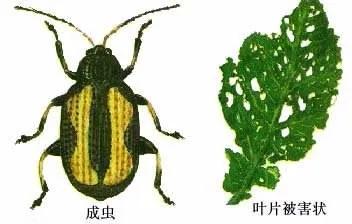 跳甲什么时间打效果好,什么时候可以杀跳甲