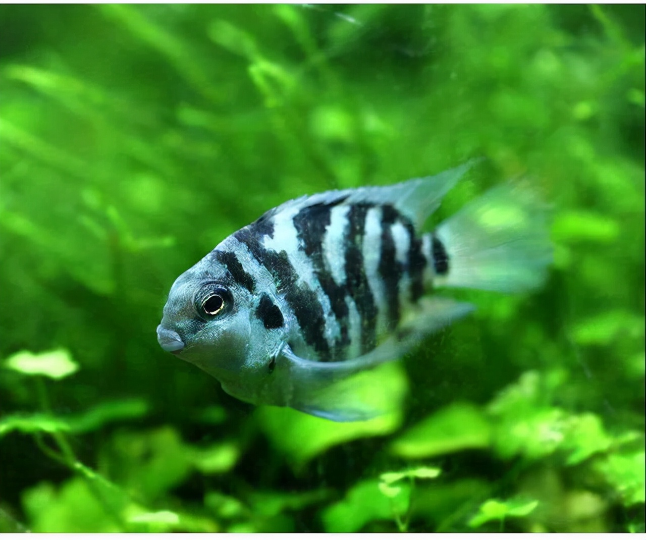 新手养的观赏鱼便宜不需要过滤,有什么观赏鱼新手推荐的