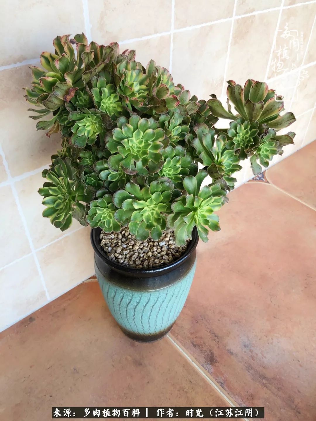 养多肉的人都有一颗善良的心,养多肉植物的人有什么特点