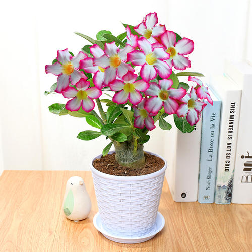 网购的植物好看又好养活的有哪些,网上买什么植物好看好养