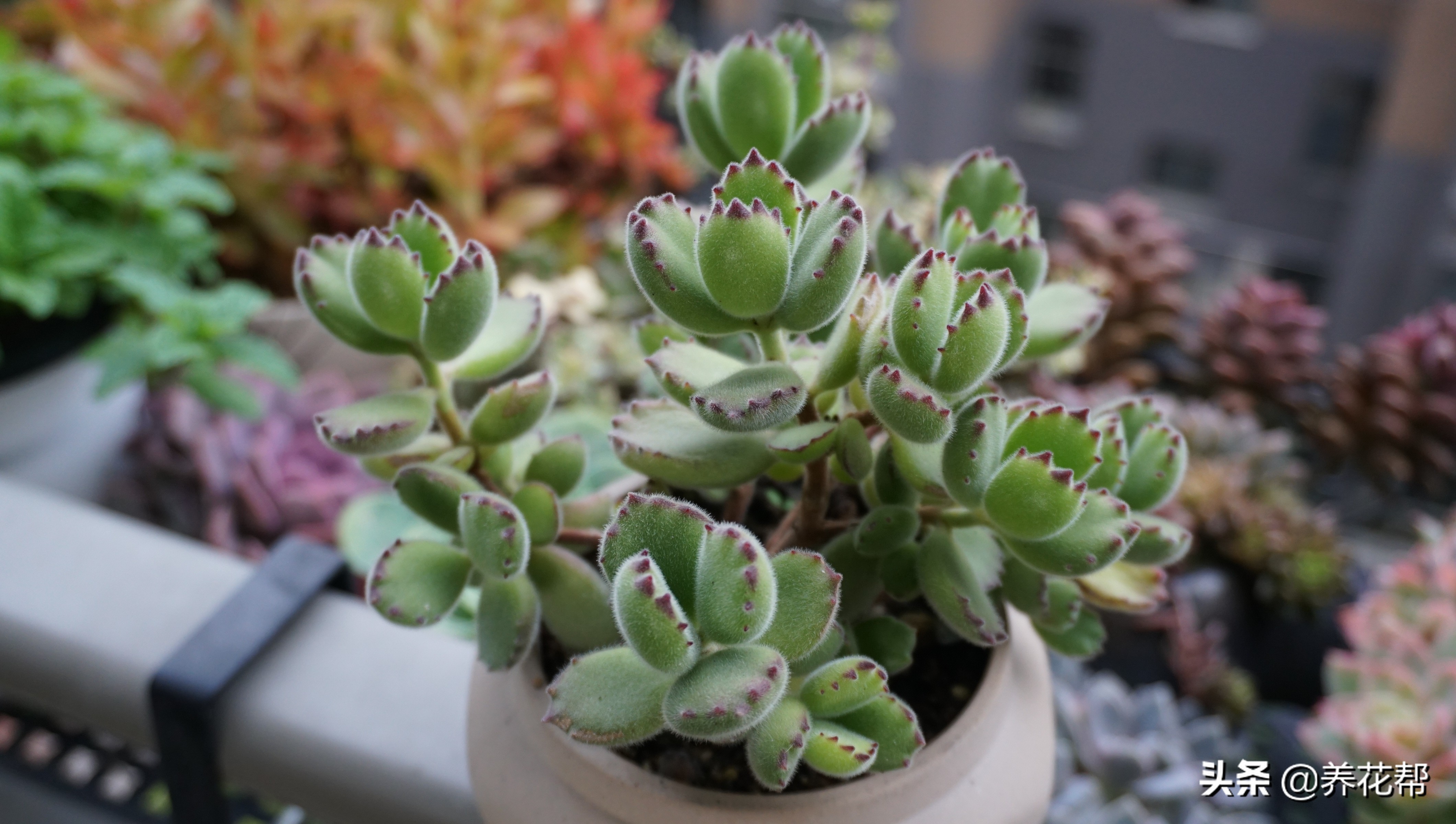 多肉熊童子出状态,多肉熊童子太茂盛了怎么办