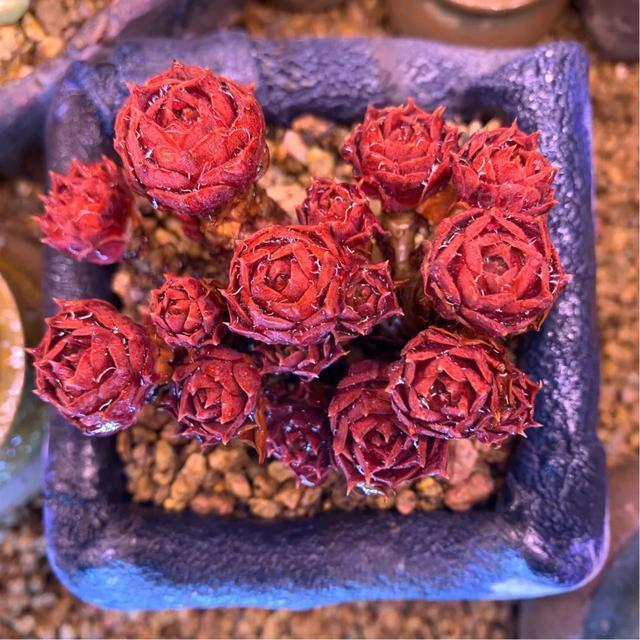 多肉是如何上色的,多肉怎么上色快又好看的绝招