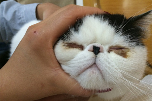 猫咪眼睛发炎的分泌物怎么清洁,猫咪眼睛有分泌物怎么护理