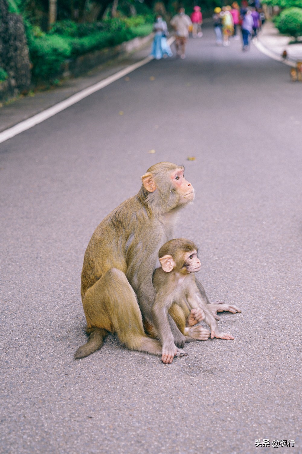 被猴子袭击，门票昂贵，拍照被轰，被我全程吐槽的三亚到底值不值