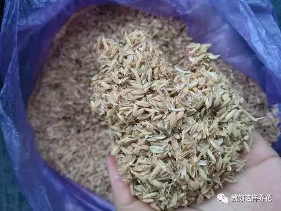 枕头芯掏1把扔盆里，透气不烂根，绿萝吊兰越长越疯，越长越旺