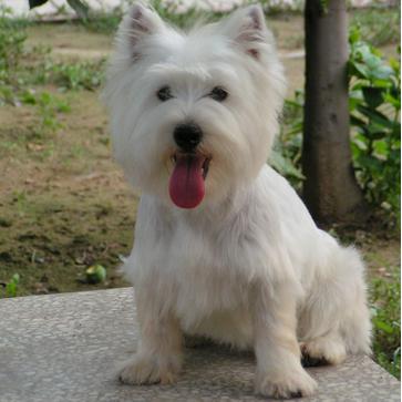 世界上一百种狗的图片,世界十种名贵狗